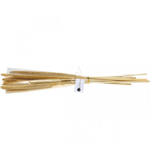 Floristik24 Ruokontähkä deco ruokoruoho kuivattu luonnollinen H60cm nippu