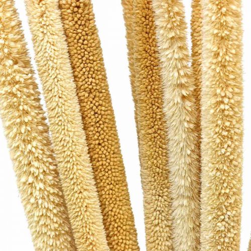 Floristik24 Ruokontähkä deco ruokoruoho kuivattu luonnollinen H60cm nippu