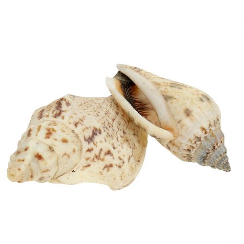 Etanankuoret nature 815g | Floristik24.fi