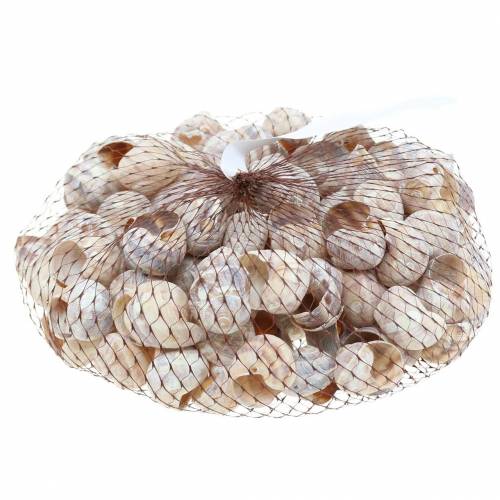 Floristik24 Etana kuori valkoinen pesty pieni 250g