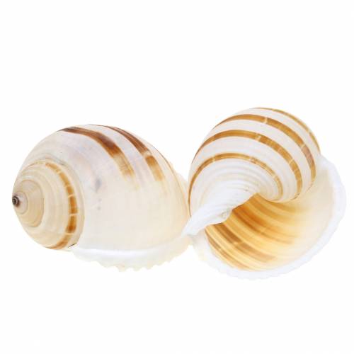 Floristik24 Merietana tynnyri etana luonnollinen 10-12cm 4 kpl