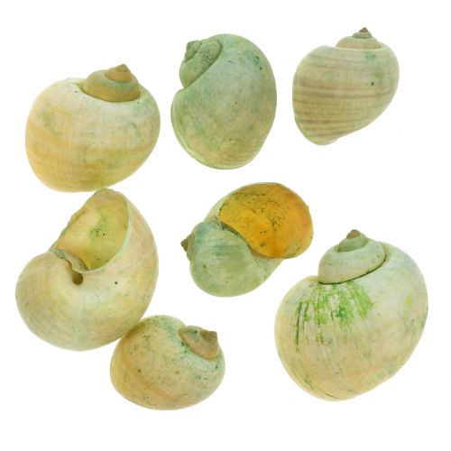 Etanankuoret Vihreät 1kg