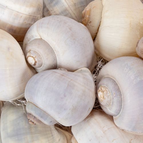 kohteita Etanaseppeli ripustettavaksi, koristeellinen seppele, merihenkinen, Nathai, Ø35cm