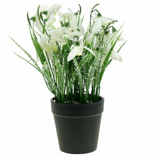 Floristik24 Lumikellot himmeässä ruukussa 25cm