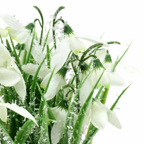Floristik24 Lumikellot himmeässä ruukussa 25cm