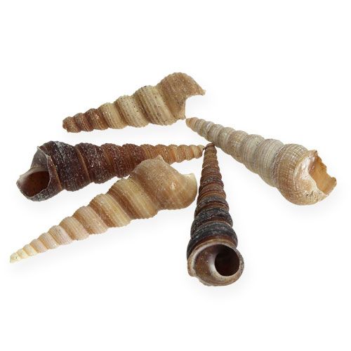 Terebra Turitella 1 kg_fi