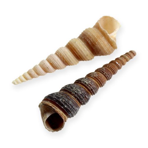 Floristik24 Terebra Turitella 1 kg_fi