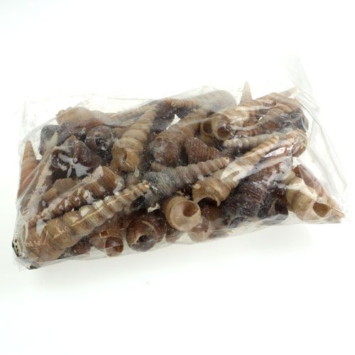 Floristik24 Terebra Turitella 1 kg_fi