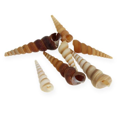 Floristik24 Torni etana Turritella terebra 1kg