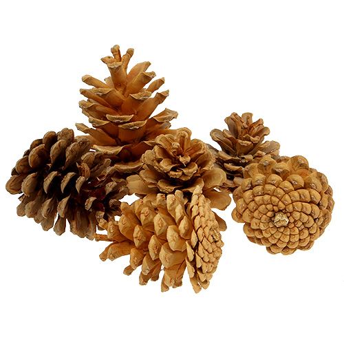 kohteita Mustakäpyjä koristekävyt kerma 5-8cm 1kg