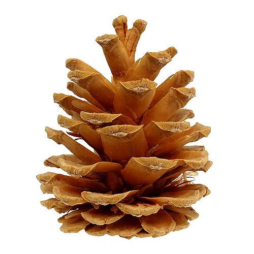 kohteita Mustakäpyjä koristekävyt kerma 5-8cm 1kg