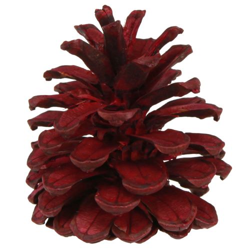 kohteita Mustat käpyjä Bordeaux koristekäpyjä punainen 6-8cm 6 kpl