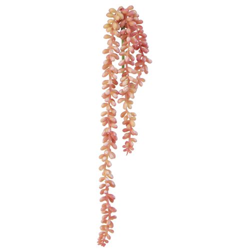 kohteita Sedum &#39;Rubin&#39; riippukasvi – koristeellinen, helppohoitoinen mehikasvi 43 cm 3 kpl.