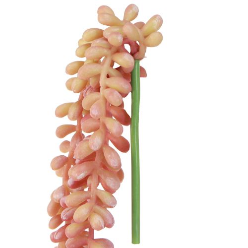 kohteita Sedum &#39;Rubin&#39; riippukasvi – koristeellinen, helppohoitoinen mehikasvi 43 cm 3 kpl.