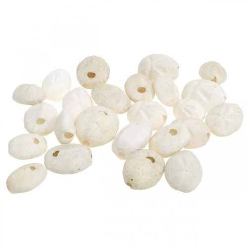 Floristik24 Merisiili valkoinen, merellinen luonnonkoristelu 4cm-6cm 25 kpl