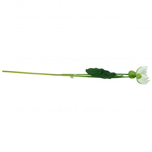 Floristik24 Vesililja valkoinen 75cm