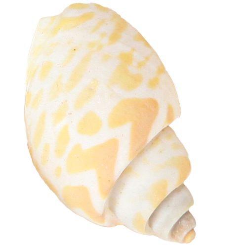 kohteita Merietanat luonnolliset etanankuoret merelliset 2-4 cm 300 g