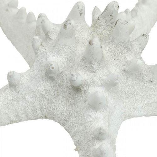 kohteita Meritähti koristeena iso kuivattu valkoinen nastoitettu meritähti 15-18cm 10kpl