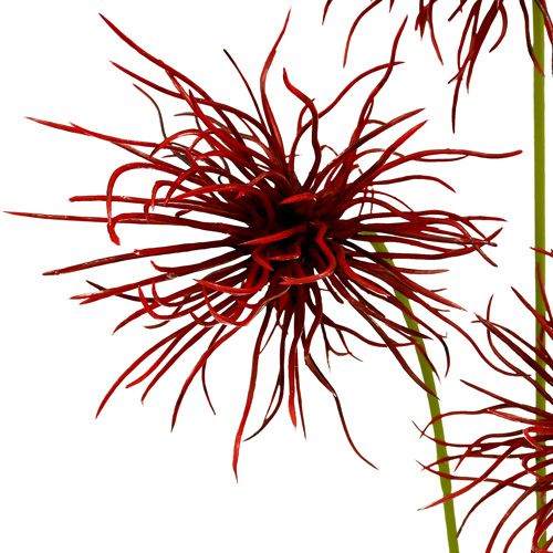 Floristik24 Silkkikukat Xanthium Bordeaux 64cm 4kpl 4kpl