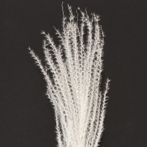 kohteita Kuivattuja kukkia, hopearuohoa. Elegantti luonnonmukainen sisustuselementti kotiin ja toimistoon. 70 cm, 10 kpl.