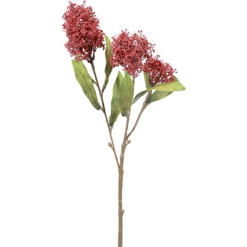 Skimmie Skimmia Japonica tekokukat Burgundy DryLook L59cm