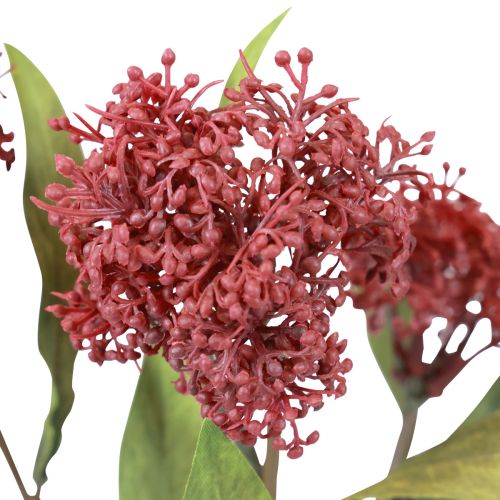 Skimmie Skimmia Japonica tekokukat Burgundy DryLook L59cm