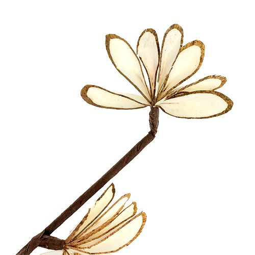 Floristik24 Sola Chips Sunny Stick Ruskea, Valkoinen 6 kpl.