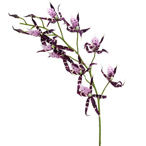 Floristik24 Hämähäkkiorkideat Brassia purppura 108cm 3kpl