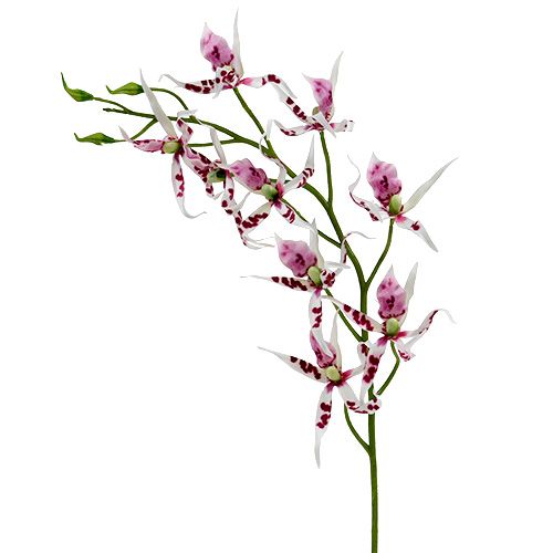 Floristik24 Spider-orkideat Brassia Pink-White 108cm 3kpl