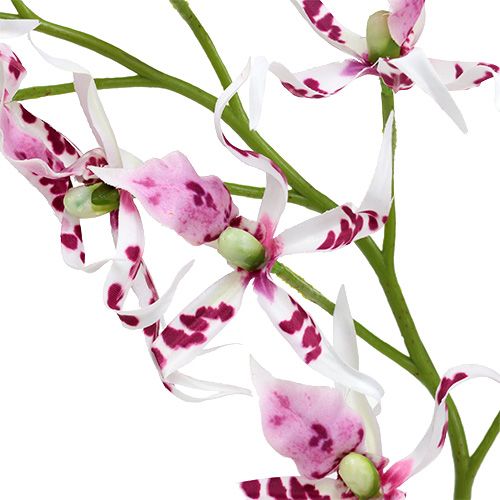 kohteita Spider-orkideat Brassia Pink-White 108cm 3kpl