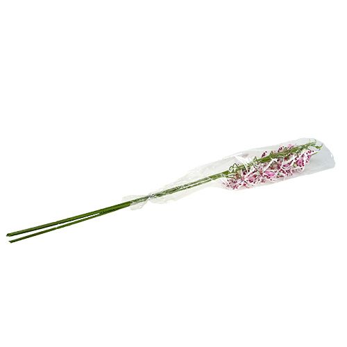 Floristik24 Spider-orkideat Brassia Pink-White 108cm 3kpl