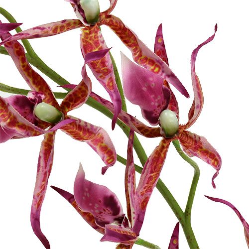 Floristik24 Spider-orkideat vaaleanpunainen-oranssi 108cm 3kpl