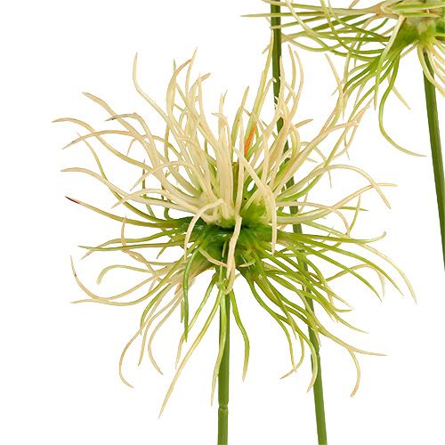 Floristik24 Terävä takiainen oksat kermanvihreä 63cm 4kpl