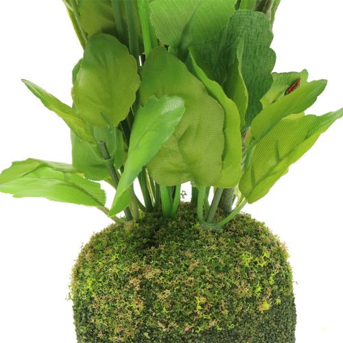 Floristik24 Orvokki sammalpallolla valkoinen 31cm