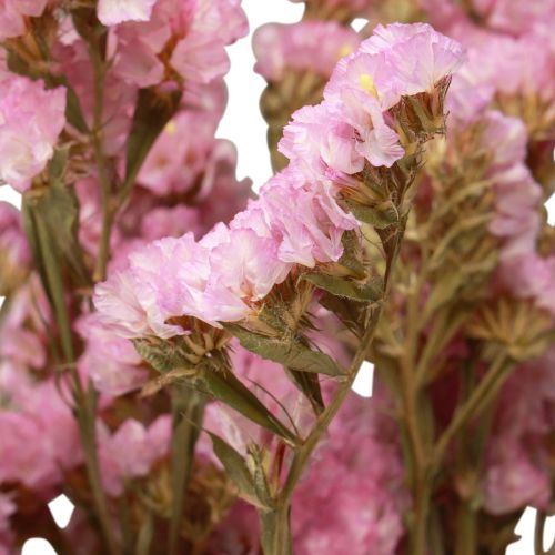 Floristik24 Beach Lilac Pink Limonium Kuivatut kukat 60cm 50g