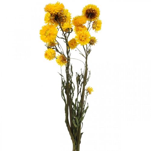 Floristik24 Kuivakukka Keltainen Olkikukka Helichrysum Dry Decoration Nippu 50cm 45g