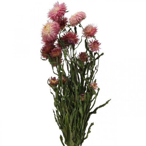 Floristik24 Strawflower Pink kuivattu Helichrysum kuivattu kukkakimppu 45cm 45g