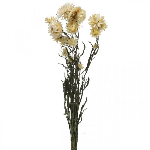 Kuiva koriste olkikukka kerma helichrysum kuivattu 50cm 30g