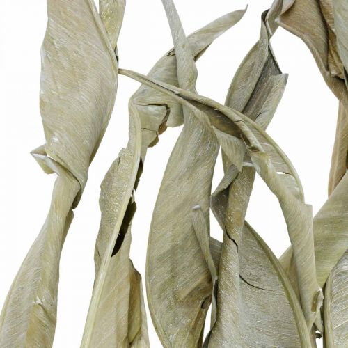 Floristik24 Strelitzia-lehdet kuivattuja vihreitä huurrettuja 45-80cm 10 kpl