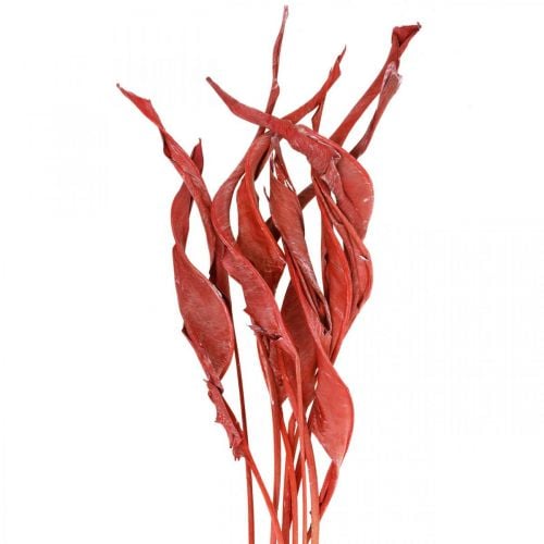 Strelitzia-lehdet punaiset huurrekuiva floristiikka 45-80cm 10p