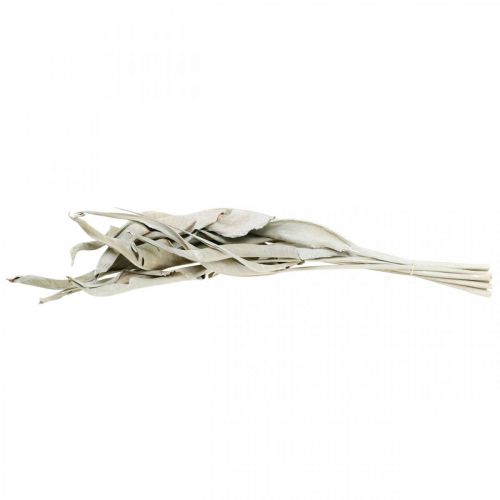 Floristik24 Strelitzian lehdet valkoiset pestyt kuivatut 45-80cm 10 kpl