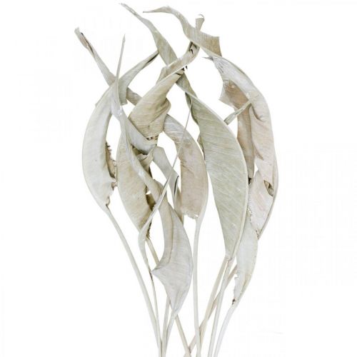 Floristik24 Strelitzian lehdet pesty valkoiseksi kuivattu 45-80cm 10p
