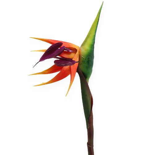 Floristik24 Strelitzia paratiisilintu kukka 62cm