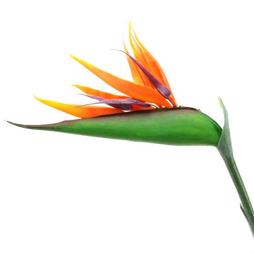 Floristik24 Strelitzia paratiisin lintu 95cm