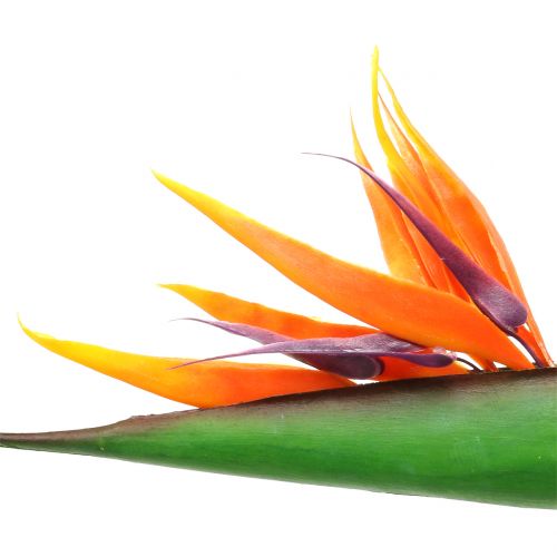 Floristik24 Strelitzia paratiisin lintu 95cm