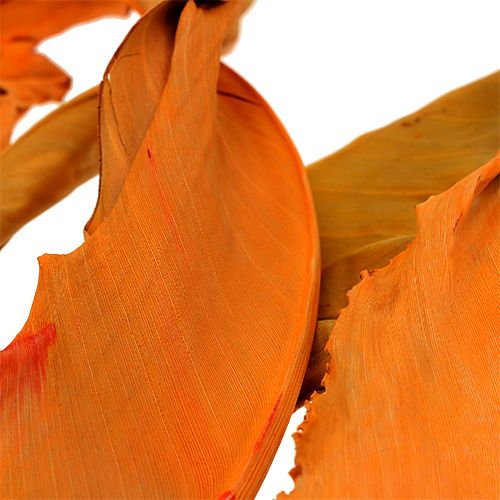 kohteita Strelitzia-lehdet oranssit 120cm 20p