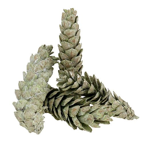 kohteita Strobus-käpyjä luonnonkoristeena 15cm - 20cm vihreä 50 kpl
