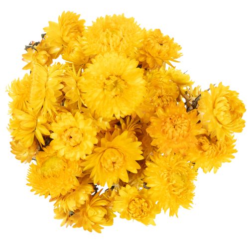 kohteita Kuivattua keltaista oljenkorren (Helichrysum) kukkakimppua, 100g