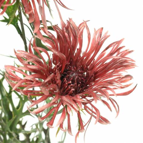 Floristik24 Xanthium-oksa Bordeaux 69cm 3kpl