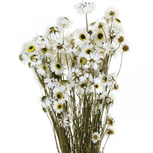 Floristik24 Acroclinium White, kuivat kasvit, olkikukat, kuiva kukkakauppa L20-40cm 25g